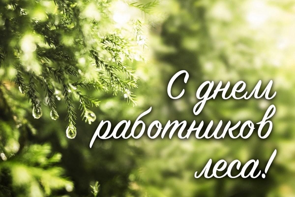 Сегодня профессиональный праздник отмечают удивительные люди — работники леса..