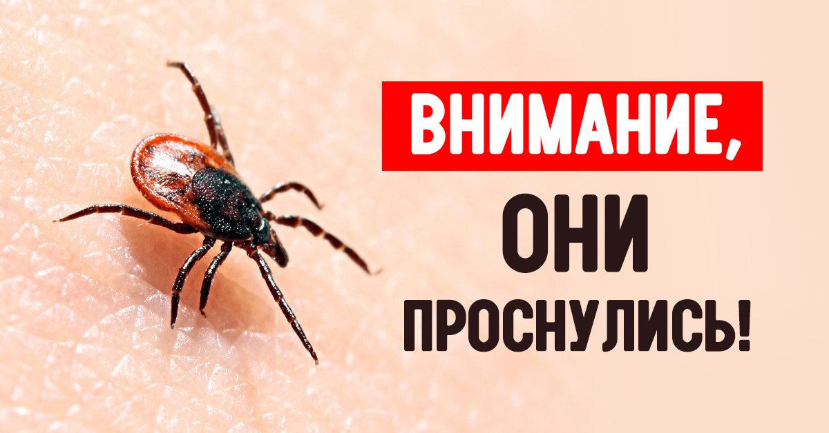 Осторожно клещи!!!!!!.